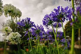 Agapanthus The Flower Of Love Clifton Nurseries