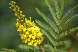 Image result for Peltophorum africanum