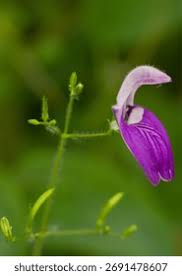 Image result for Thunbergia battiscombei