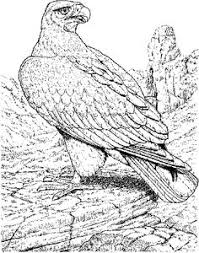 Check spelling or type a new query. 21 Eagle Coloring Pages Ideas Coloring Pages Coloring Pages For Kids Animal Coloring Pages