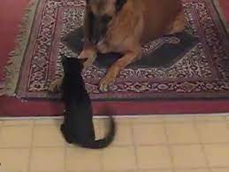 Welcome to petside, the impartial and trusted source to help you care for your pet. Belgian Malinois Suffers Attack From Evil Cat Youtube
