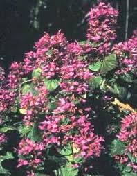 Image result for Hypoestes aristata
