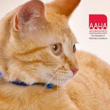 Find a pet to adopt. Frederick County Animal Control Maryland Home Facebook