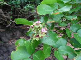 Image result for Intsia