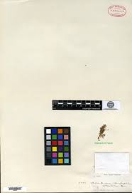 Image result for Stemodiopsis buchananii