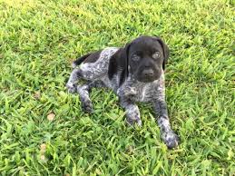 Check spelling or type a new query. 5 Week Old Gsp Puppies And Kitties German Shorthair Bird Dogs