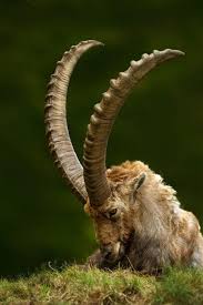 40 Beautiful Pictures Of Animals With Horns Animals Animals With Horns Wildlife Animals