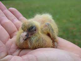 Adorable Baby Pigeon Baby Pigeon Pigeon Young Pigeon