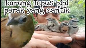 Suara pikat burung tepus lagu mp3 download from mp3 ssx last update mar suara tepus pipi perak muda gacor untuk pikat burung tepus d. Tepus Pipi Perak Gacor Dor Youtube