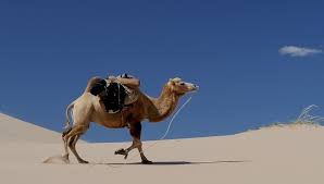 The camel caravans which crossed the great dunes of the sahara desert began in antiquity but reached their golden period from the 9th century the value of the camel is not only confined to its high adaptation to severe desert conditions and its regulation of heat and water via its sweat glands. Camel Spirit Animal Totem Symbolism And Meaning