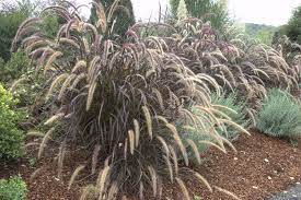 Dwarf Purple Fountain Grass Monrovia Dwarf Purple Fountain Grass Showy Dwarf Ideal For Small Fountain Grass Red Fountain Grass Landscaping With Fountains