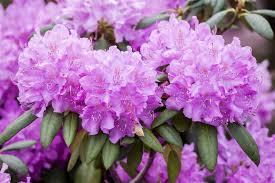 Roseum elegans' rhododendron, rhododendron catawbiense 'roseum elegans', late midseason rhododendron. Rhododendron Hybride Roseum Elegans Floragard Pflanzeninfothek