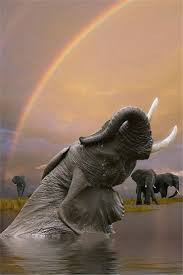 Click Through The Large Version For A Full Screen View Animals Beautiful Elephant Animals