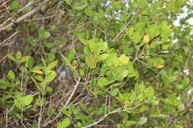 Image result for Chionanthus foveolatus