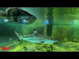 Check spelling or type a new query. Central Park Zoo Resort Pancur Batu Deli Serdang Youtube