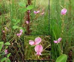 Image result for Galactia