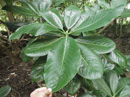 Rhododendron Sinogrande Plant Leaves Plants Garden