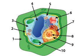 Plant cells are relatively large and can differ considerably within a plant. Plant Cell Wall Drawing Novocom Top