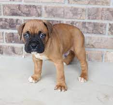 We especially love our european boxers and hope you do too! Dax Puppy Boxers In Grabill Indiana For Sale Boxer Boxer Puppies Mini Goldendoodle Puppies Boxer Puppies For Sale