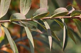 Image result for Hypericum roeperianum