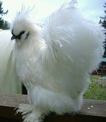 Ayam Kapas Animals Silkies Nature