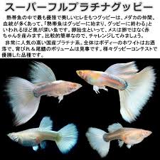 グッピー 通販 激安