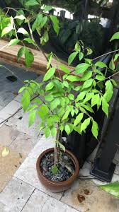 Image result for Gonatopus