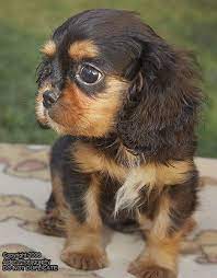 I Love Cavalier King Charles Spaniels Spaniel Puppies King Charles Cavalier Spaniel Puppy King Charles Dog