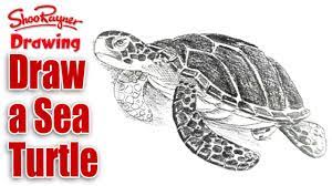 The images above represents how your finished drawing is going to look and the steps involved. How To Draw A Sea Turtle Youtube
