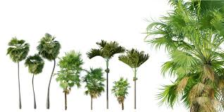 Image result for Acoelorrhaphe wrightii