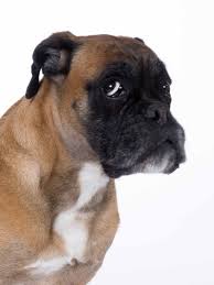 Boxer Energetic And Funny Boxer Kopek
