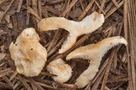 Image result for Dentinum repandum