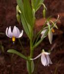 Image result for Tecophilaeaceae