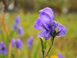 Delphinifoium Aconitum Monk S Hood Planting Flowers Flowers Plants