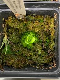 Image result for Nesaea sarcophylla