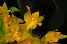 Image result for Disperis virginalis