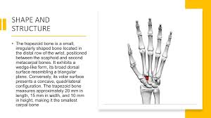 Image result for Trapezoid Bone