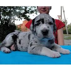Great dane rescue utilizing foster homes for optimal socialization. Two Great Dane Puppies For A New Home For Sale In Charlotte North Carolina Classified Americanlisted Com