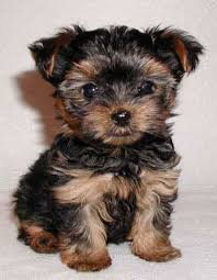 Yorkshire Terrier 19 Yuzyilda Kuzey Ingiltere De Yorkshire Adli Bolgede Korkunc Fare Ve Sicanlari Yak Cute Small Dogs Hypoallergenic Dog Breed Miniature Dogs