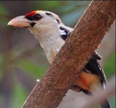 Image result for Protea kibarensis