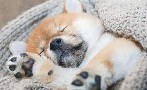 Reddit How Often Should Puppy Sleep Sweetpuppies Amino