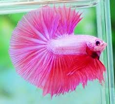 Pink Halfmoon Betta Betta Betta Pink Betta Fish Betta Fish