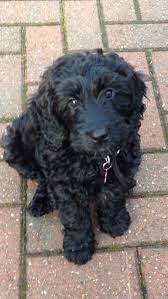 The cockapoo is one of the most popular designer mixed dog breeds, consisting of a cross between a cocker spaniel and a miniature poodle. Izzy The Black Cockapoo Puppy Looks Very Much Like My Childhood Adopted Cockapoo So Sweet And Patient If Yo Black Cockapoo Cockapoo Dog Cockapoo Puppies