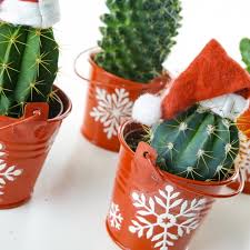 If you want your christmas cactus to grow more fully, only prune 1 or 2 segments at a time. Complete Collection Of Christmas Cactus Free Delivery