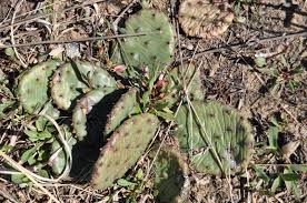A cactus can be used in many ways, such as: Keep Your Eyes Peeled For These Unusual Plants Forest Preserve District Of Will County