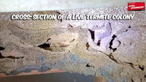 Action termite and pest control delivers prompt and professional service to business and home owners while adhering to all epa laws and safety regulations. Action Exterminators Since 1957 Termite Solutions General Pests