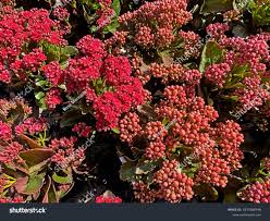 Image result for Kalanchoe crenata