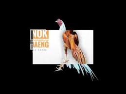 Jenis Jenis Ayam Ratu Thailand Youtube