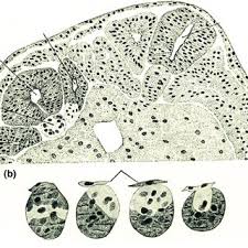 98 articles were found tagged with cactus and succulents aloe mite: Pdf Self Organization Of Biological Morphogenesis General Approaches And Topo Geometrical Models