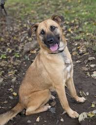 German Shepherd Pitbull Mix Black And Brown Pin By Dexavion Sanders On Dogs German Shepherd Mix German Shepherd Lab Mix Mastiff Mix